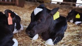 Новая российская вакцина для телят заменит европейские